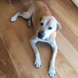 Meet your Posher, Carrie